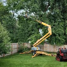 Best Hazardous Tree Removal  in Fairview, MT